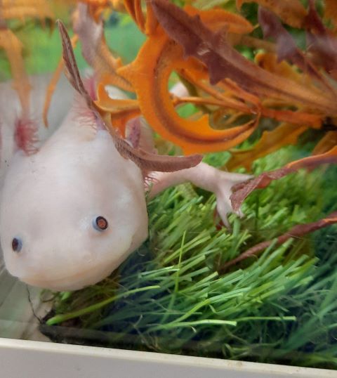 axolotl_2022